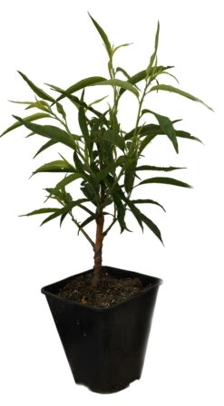 Zierpfirsich `Taoflora ® White´ (mit Essbaren Früchten) Prunus Persica `Taoflora ® White´ 9 Zierpfirsich `Taoflora ® White´ (mit Essbaren Früchten) Prunus Persica `Taoflora ® White´ -Pflanzenladen Zierpfirisch Taoflora white