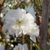Zierpfirsich `Taoflora ® White´ (mit Essbaren Früchten) Prunus Persica `Taoflora ® White´ -Pflanzenladen Zierpfirsich weiss