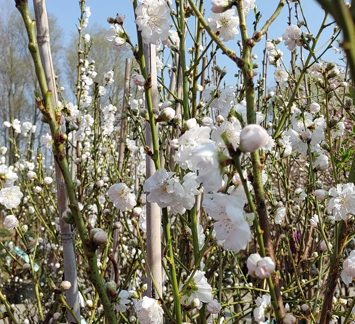 Zierpfirsich `Taoflora ® White´ (mit Essbaren Früchten) Prunus Persica `Taoflora ® White´ 5 Zierpfirsich `Taoflora ® White´ (mit Essbaren Früchten) Prunus Persica `Taoflora ® White´ – Bild 3