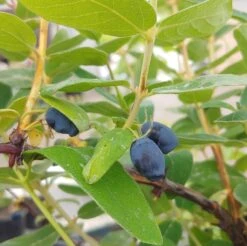 Sibirische Blaubeere / Honigbeere `Zojka Lonicera Kamtschatica `Zojka´ 9 Sibirische Blaubeere / Honigbeere `Zojka Lonicera Kamtschatica `Zojka´ -Pflanzenladen Zojka sibirische Blaubeere
