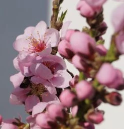 Zwergnektarine `Rubis® Necta ZeeⓈ´ Prunus Nucipersica -Pflanzenladen Zwerg nektarine bl te