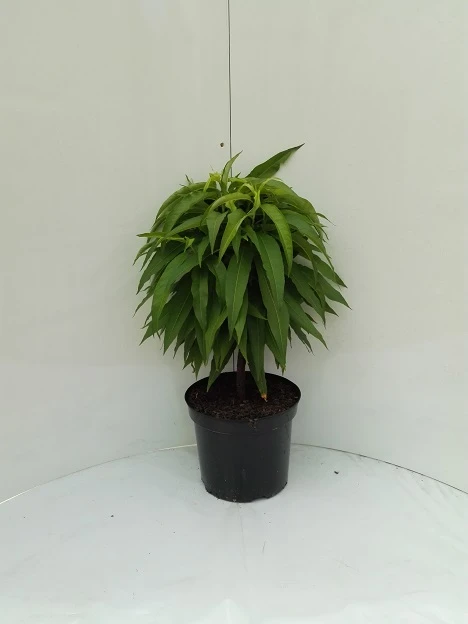 Zwergnektarine `Nectarella´ Prunus Nucipersica 4 Zwergnektarine `Nectarella´ Prunus Nucipersica – Bild 2