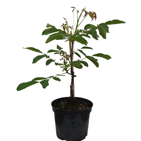 Zwerg-Walnuss Juglans Regia Var. Fertilis 3 Zwerg-Walnuss Juglans Regia Var. Fertilis