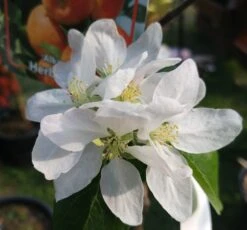 Alkmene Malus Domestica -Pflanzenladen almene