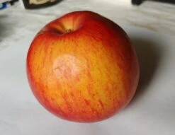 Schöner Aus Nordhausen Malus Domestica `Schöner Aus Nordhausen´ 8 Schöner Aus Nordhausen Malus Domestica `Schöner Aus Nordhausen´ -Pflanzenladen apFEL