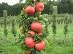 Säulenapfel `SonateⓈ´ Malus Domestica `Sonate´ 6 Säulenapfel `SonateⓈ´ Malus Domestica `Sonate´ -Pflanzenladen apfel sonate fruechte1