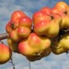 Apistar® Malus Domestica `Apistar´ 1 Apistar® Malus Domestica `Apistar´ -Pflanzenladen apfel sternapi fruechte