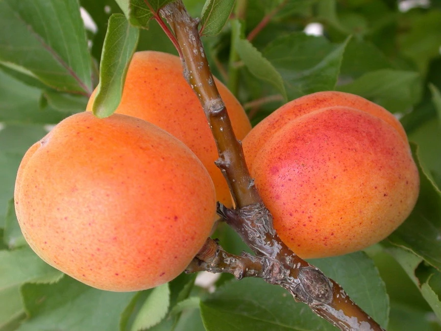 Zwerg-Aprikose `Garden Aprigold® ´ Prunus Armeniaca `Garden Aprigold´ 4 Zwerg-Aprikose `Garden Aprigold® ´ Prunus Armeniaca `Garden Aprigold´ – Bild 2