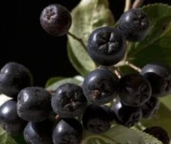 Aronia- Apfelbeere Nero Aronia Prunifolia `Nero´ 9 Aronia- Apfelbeere Nero Aronia Prunifolia `Nero´ -Pflanzenladen aronia nero 600x600