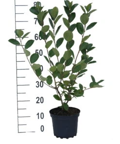 Aronia- Apfelbeere Nero Aronia Prunifolia `Nero´ 8 Aronia- Apfelbeere Nero Aronia Prunifolia `Nero´ -Pflanzenladen aronia neroiiPvXE42DygxM