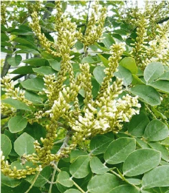 Asiatisches Gelbholz Maackia Amurensis