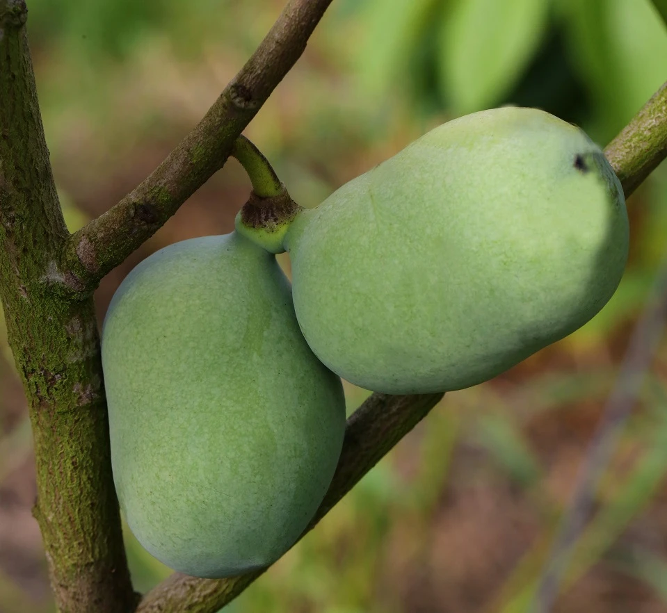 Veredelte Indianerbanane `Mango´ Asimina Triloba `Mango´ 3 Veredelte Indianerbanane `Mango´ Asimina Triloba `Mango´