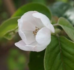 Tafelquitte Ayva® - Süßquitte, Kann Roh Verzehrt Werden Cydonia `Ayva´ 9 Tafelquitte Ayva® - Süßquitte, Kann Roh Verzehrt Werden Cydonia `Ayva´ -Pflanzenladen ayva bl te