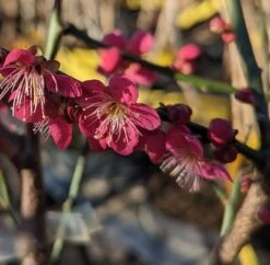 Japanische Zier-Aprikose `Beni-chi-dori´ Prunus Mume `Beni-chi-dori´ 7 Japanische Zier-Aprikose `Beni-chi-dori´ Prunus Mume `Beni-chi-dori´ -Pflanzenladen benichidori123