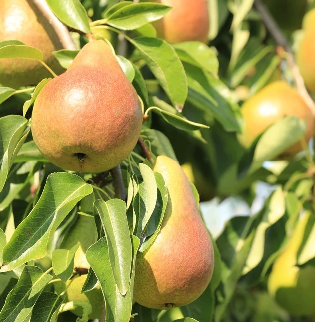 Harrow SweetⓈ Pyrus Communis `Harrow Sweet´ 3 Harrow SweetⓈ Pyrus Communis `Harrow Sweet´