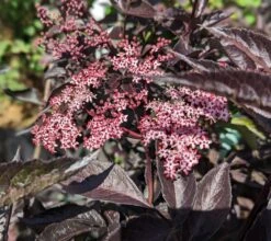Rotblättriger Holunder `Black Beauty´ Sambucus Nigra `Black Beauty´ -Pflanzenladen black beauty2