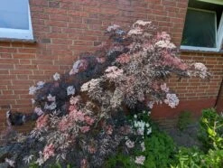 Holunder Black Lace ® Sambucus Nigra `Black Lace´ -Pflanzenladen black lace6