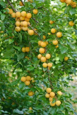 Kirschpflaume Prunus Cerasifera 7 Kirschpflaume Prunus Cerasifera -Pflanzenladen botanikfoto 502360 RF WEB