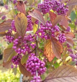 Schönfrucht, Liebesperlenstrauch Callicarpa Bodinieri `Profusion´ 9 Schönfrucht, Liebesperlenstrauch Callicarpa Bodinieri `Profusion´ -Pflanzenladen callicarpa