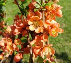 Nordische Zitrone, Zierquitte `Cido´ Chaenomeles Japonica `Cido´ -Pflanzenladen cido 1