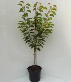 Kompakt Wachsende Aprikose `CompactaⓇ´ Prunus Armeniaca `Compacta´ 10 Kompakt Wachsende Aprikose `CompactaⓇ´ Prunus Armeniaca `Compacta´ -Pflanzenladen compacta