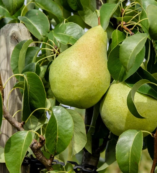 Säulenbirne `Condo´ Pyrus Communis `Condo´ 3 Säulenbirne `Condo´ Pyrus Communis `Condo´
