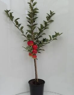 Elstar ® Malus Domestica -Pflanzenladen elstar bscuhbaum