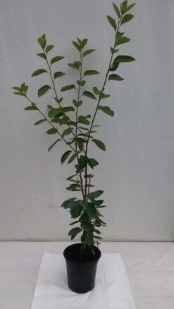 Prince William-Großfruchtige Felsenbirne Amelanchier `Prince William´ 13 Prince William-Großfruchtige Felsenbirne Amelanchier `Prince William´ -Pflanzenladen fELSENBIRNE 600x600