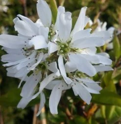 Felsenbirne Smoky Amelanchier Alnifolia Smoky 6 Felsenbirne Smoky Amelanchier Alnifolia Smoky -Pflanzenladen felsenbirne ballerina 1