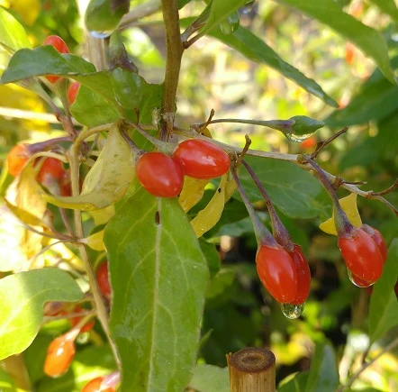 Goji / Chinesische Wolfsbeere `Big Lifeberry´ Lycium Barbarum `Big Lifeberry´ 3 Goji / Chinesische Wolfsbeere `Big Lifeberry´ Lycium Barbarum `Big Lifeberry´ – Bild 2
