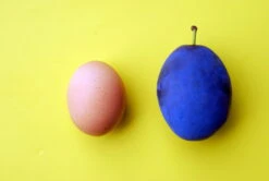 Haganta (S) Prunus Domestica `Haganta´ -Pflanzenladen haganta12