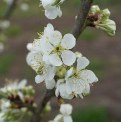 Hanita ® Prunus Domestica `Hanita -Pflanzenladen hanita bl te