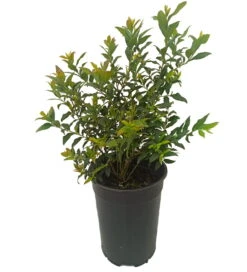 Pflanzenladen -Pflanzenladen hortblue petite1