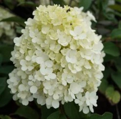 Rispenhortensie `Bobo®´ Hydrangea Paniculata `Bobo´ 7 Rispenhortensie `Bobo®´ Hydrangea Paniculata `Bobo´ -Pflanzenladen hortensie bobo1