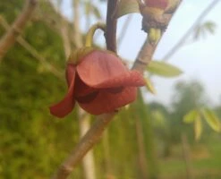 Veredelte Indianerbanane (Paw Paw) `Susquehanna ®´ Asimina Triloba `Susquehanna´ 8 Veredelte Indianerbanane (Paw Paw) `Susquehanna ®´ Asimina Triloba `Susquehanna´ -Pflanzenladen indianaerbanane bl te