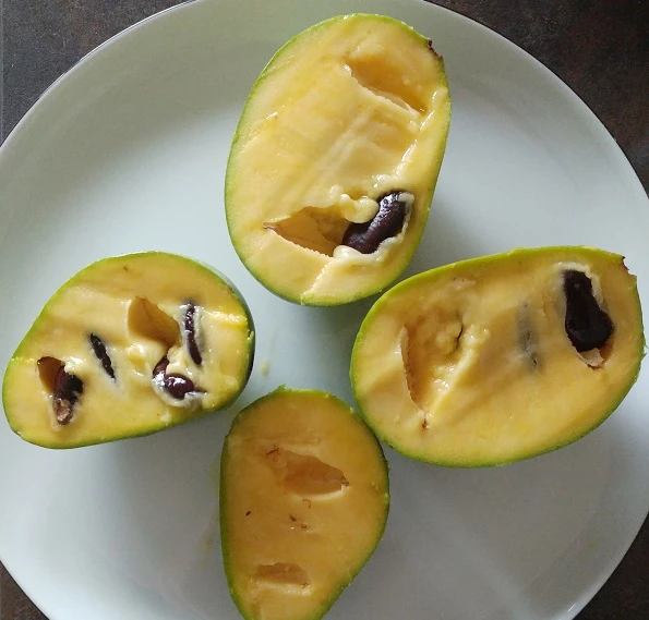 Veredelte Indianerbanane `Prolific´ Asimina Triloba `Profilic´ 4 Veredelte Indianerbanane `Prolific´ Asimina Triloba `Profilic´ – Bild 2