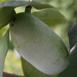 Veredelte Indianerbanane (Paw Paw) `Prima 1216´ (40-60cm) Asimina Triloba `Prima 1216´ 8 Veredelte Indianerbanane (Paw Paw) `Prima 1216´ (40-60cm) Asimina Triloba `Prima 1216´ -Pflanzenladen indianerbanane43 1