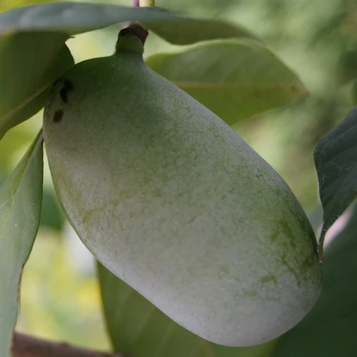 Veredelte Indianerbanane (Paw Paw) `Prima 1216´ (40-60cm) Asimina Triloba `Prima 1216´ 4 Veredelte Indianerbanane (Paw Paw) `Prima 1216´ (40-60cm) Asimina Triloba `Prima 1216´ – Bild 3