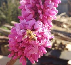 Judasbaum Cercis Siliquastrum -Pflanzenladen judasbaum mit biene 3UmROOMoGkmKP3