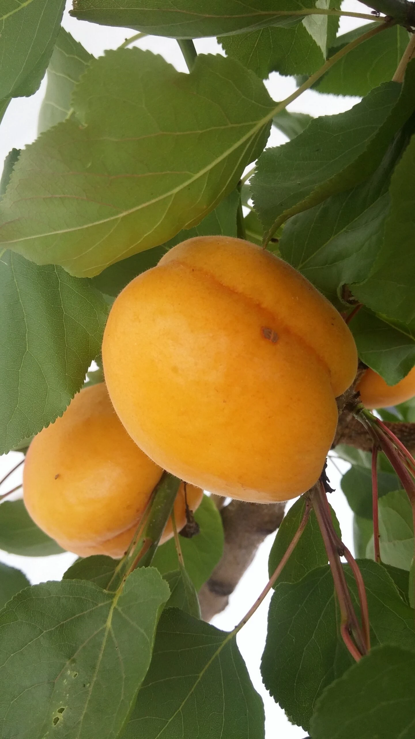 Aprikose Kioto ® Halbstamm Prunus Armeniaca `Kioto´ 3 Aprikose Kioto ® Halbstamm Prunus Armeniaca `Kioto´