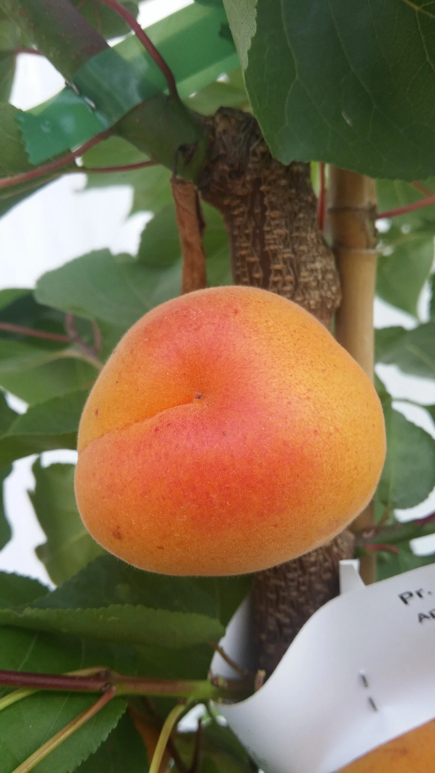 Aprikose Kioto ® Prunus Armeniaca `Kioto´ 4 Aprikose Kioto ® Prunus Armeniaca `Kioto´ – Bild 2