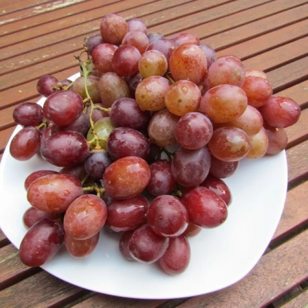 Kourgan Rose, Pilzfeste Weinrebe Vitis `Kourgan Rosé´ 3 Kourgan Rose, Pilzfeste Weinrebe Vitis `Kourgan Rosé´