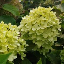 Rispenhortensie `Little Lime®´ Hydrangea Paniculata `Little Lime´ 5 Rispenhortensie `Little Lime®´ Hydrangea Paniculata `Little Lime´ -Pflanzenladen little lime