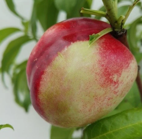 Nektarine `Fantasia´ Prunus Nucipersica `Fantasia´ 3 Nektarine `Fantasia´ Prunus Nucipersica `Fantasia´