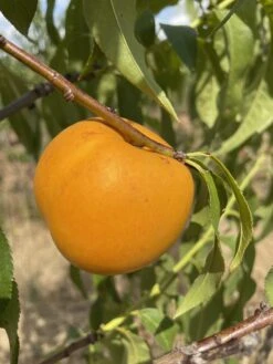 Honig-Nektarine `Bellarina´ Prunus Nucipersica `Bellarina´ 7 Honig-Nektarine `Bellarina´ Prunus Nucipersica `Bellarina´ -Pflanzenladen nektarine bellarina frucht