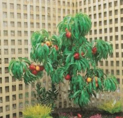 Zwergnektarine `Rubis® Necta ZeeⓈ´ Prunus Nucipersica -Pflanzenladen nektarine necta zee rubis baum