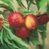 Zwergnektarine `Rubis® Necta ZeeⓈ´ Prunus Nucipersica 1 Zwergnektarine `Rubis® Necta ZeeⓈ´ Prunus Nucipersica -Pflanzenladen nektarine necta zee rubis fruechte