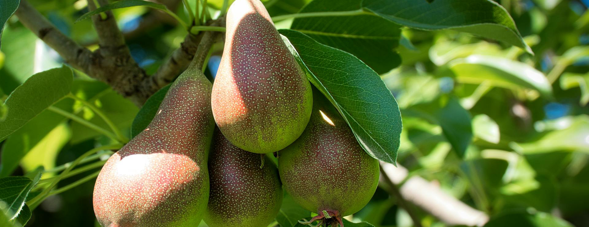 Pflanzenladen -Pflanzenladen pexels joerg hartmann 626385254 29645390