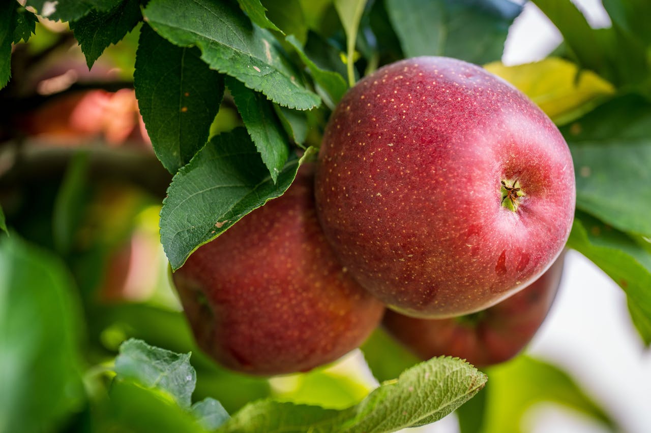 Pflanzenladen -Pflanzenladen pexels nc farm bureau mark 33790938