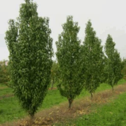 Säulen-Pfirsich `Ellora´ Prunus Persica `Ellora´ 8 Säulen-Pfirsich `Ellora´ Prunus Persica `Ellora´ -Pflanzenladen pfirsich ellora baeume